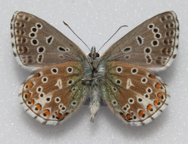 Adonis blue (verso aberration ex bred) (Internet Image property of respective owner, non-commercial use only)